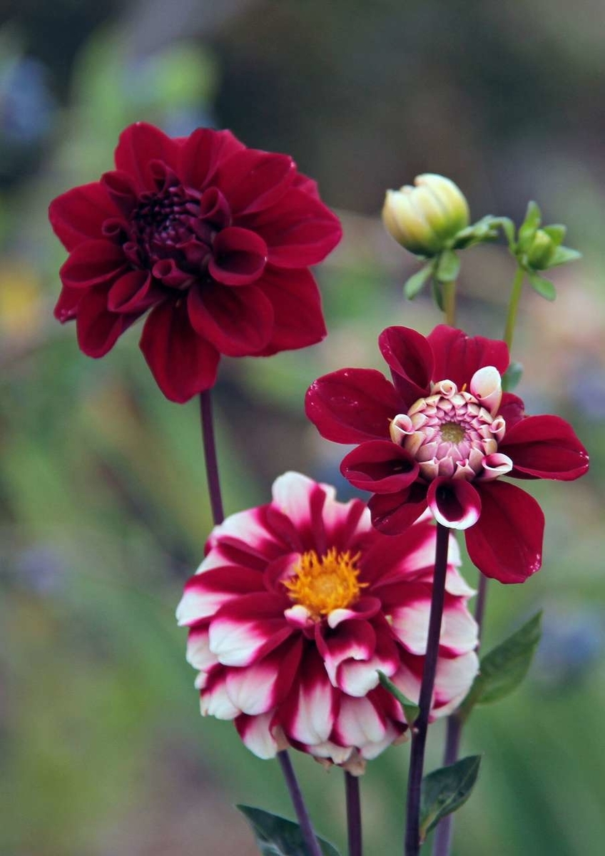 f:id:isourounomitu:20200901000305j:plain f:id:isourounomitu:20200901000305j:plain