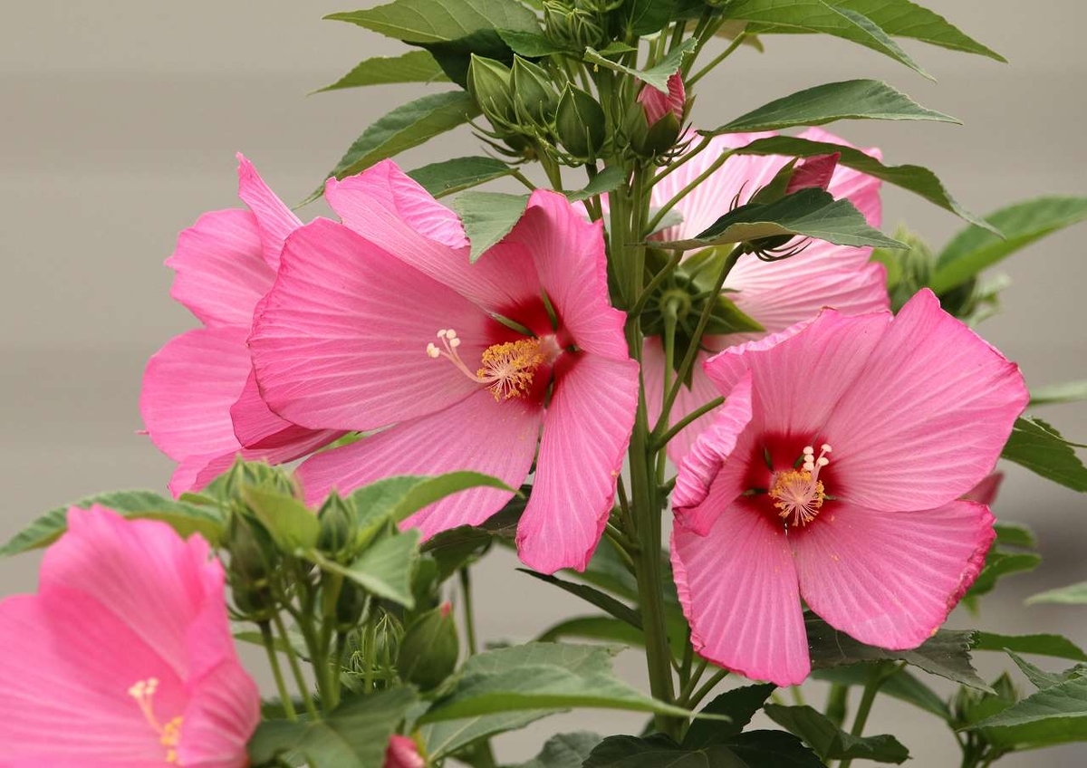f:id:isourounomitu:20200901000500j:plain f:id:isourounomitu:20200901000500j:plain