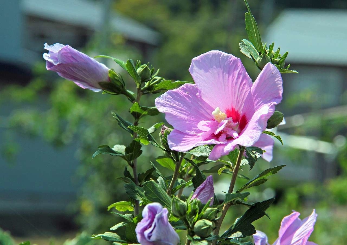 f:id:isourounomitu:20200901000614j:plain f:id:isourounomitu:20200901000614j:plain