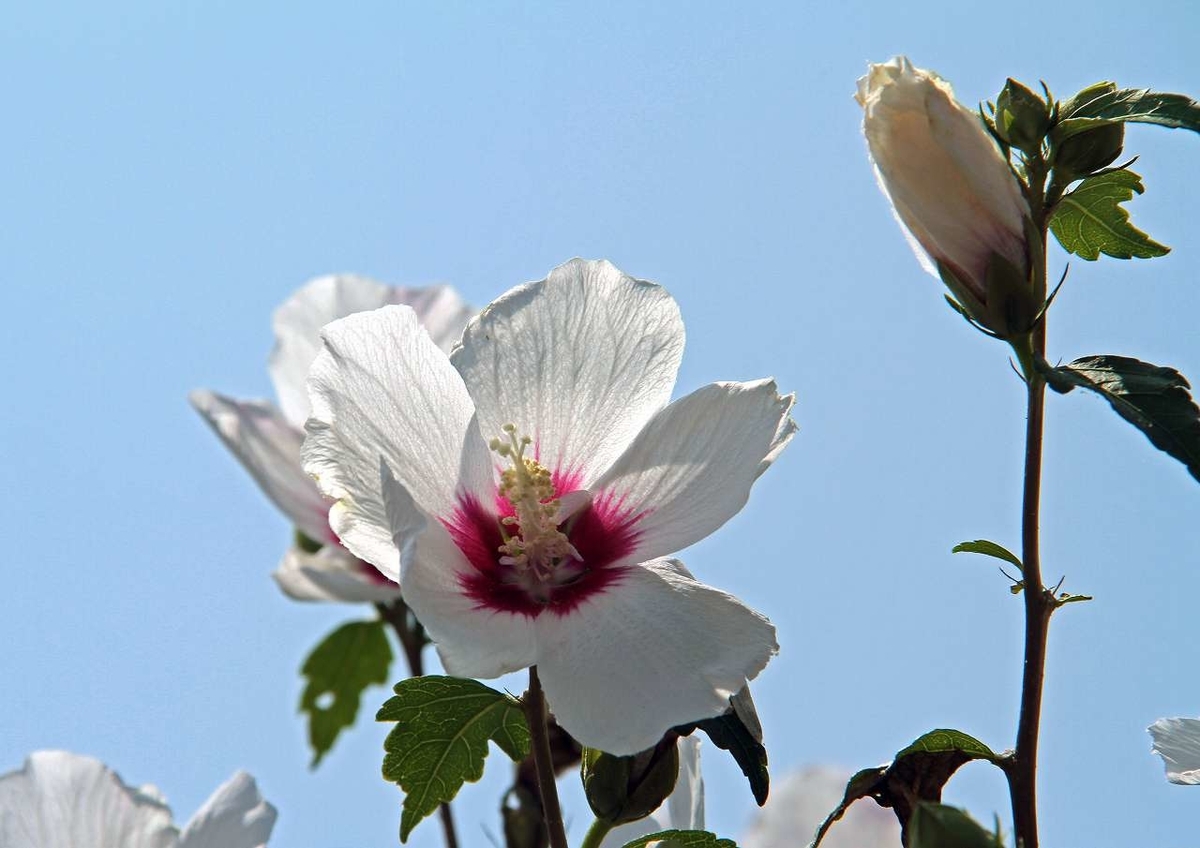 f:id:isourounomitu:20200901000706j:plain f:id:isourounomitu:20200901000706j:plain