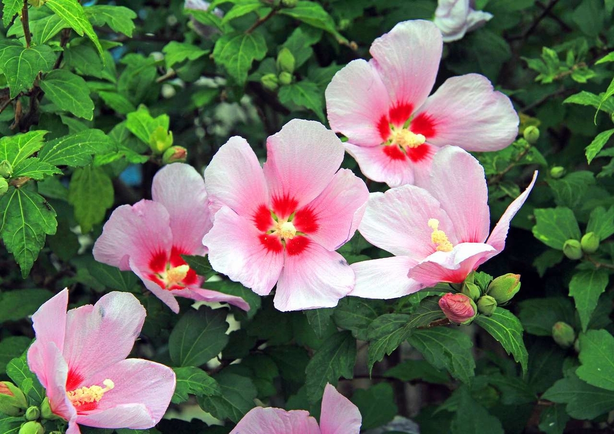 f:id:isourounomitu:20200901001159j:plain f:id:isourounomitu:20200901001159j:plain