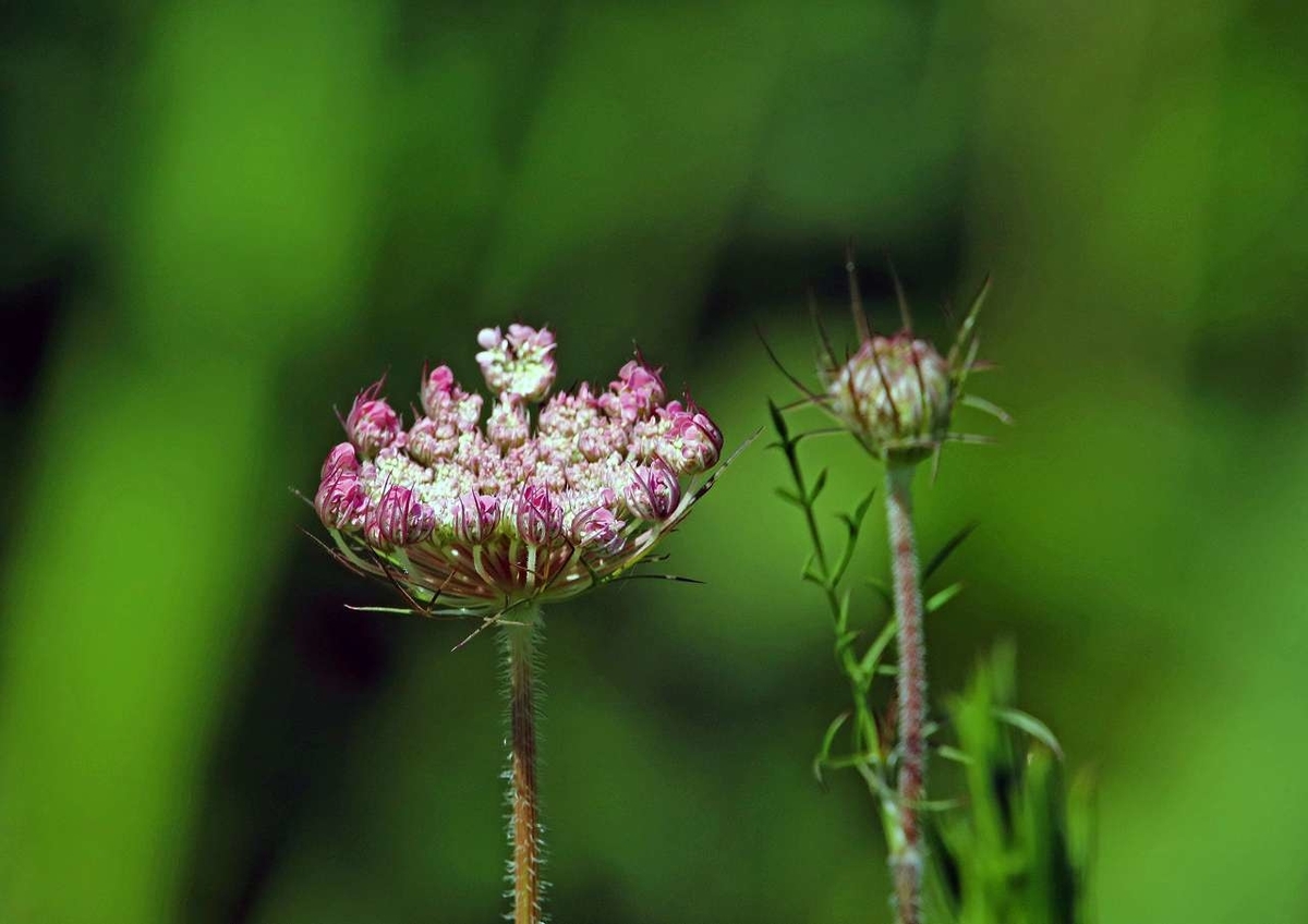 f:id:isourounomitu:20200911014253j:plain f:id:isourounomitu:20200911014253j:plain