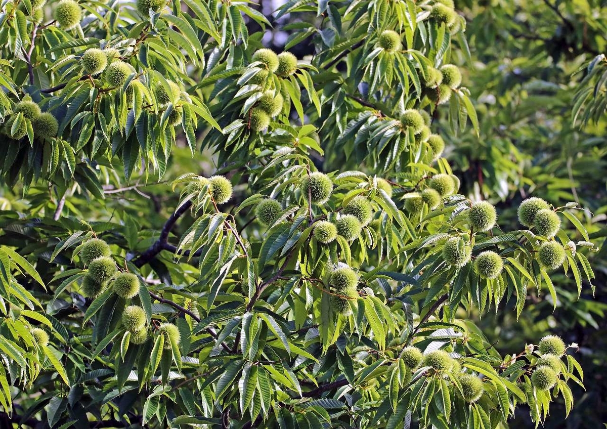 f:id:isourounomitu:20200928024156j:plain f:id:isourounomitu:20200928024156j:plain
