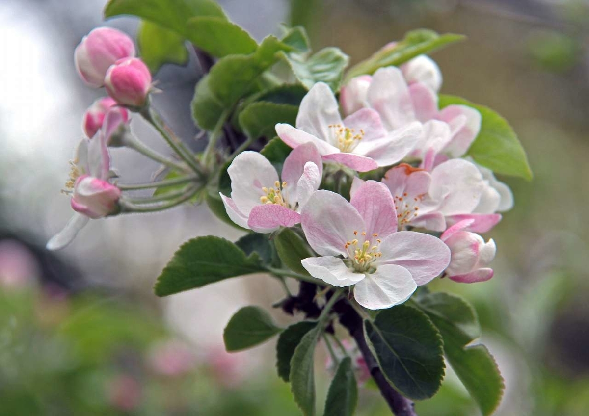 リンゴの花 居候の光