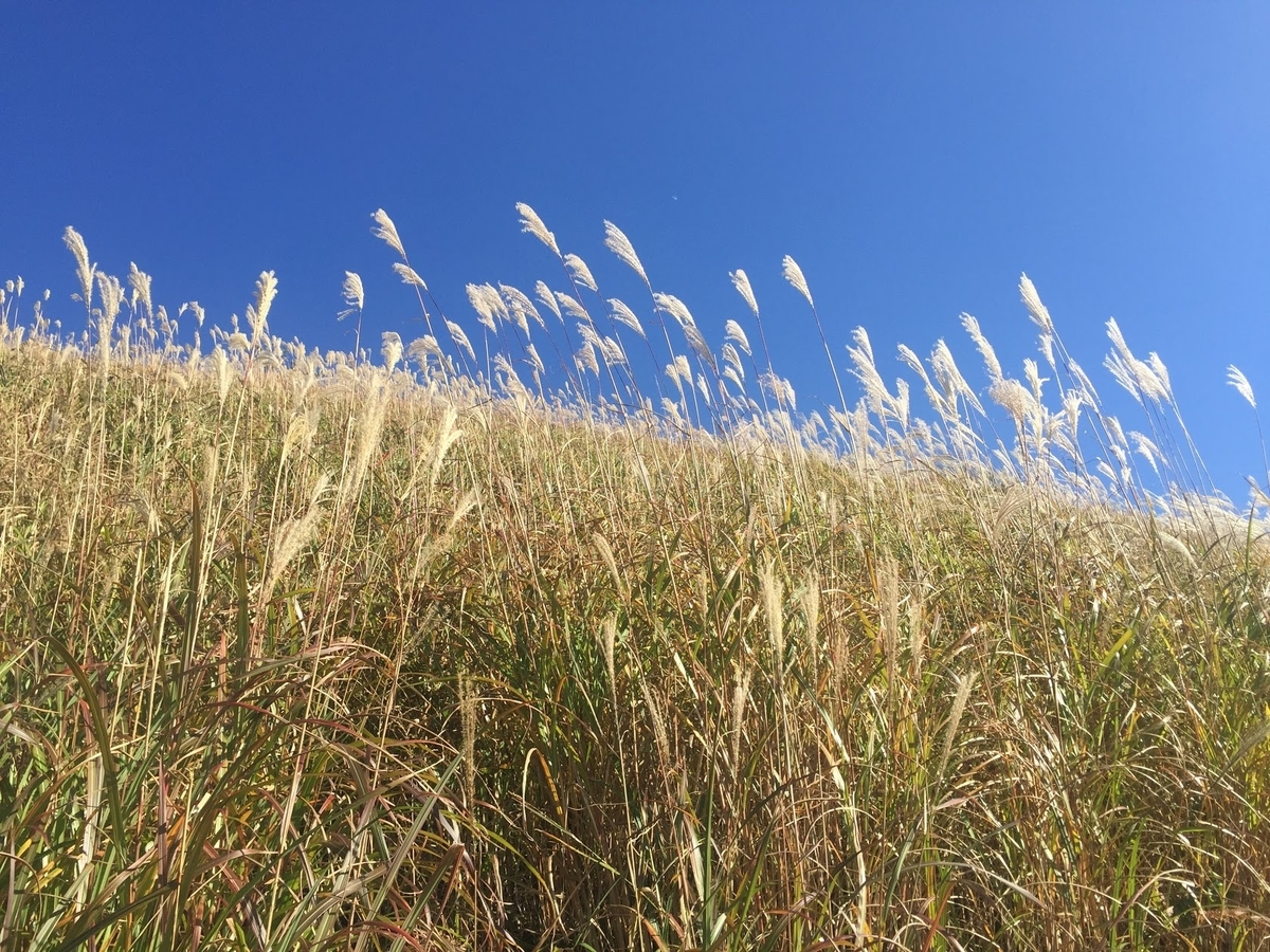 f:id:isoyo:20191022003517j:plain