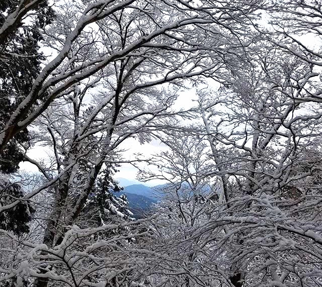 f:id:isoyo:20200129141210j:plain