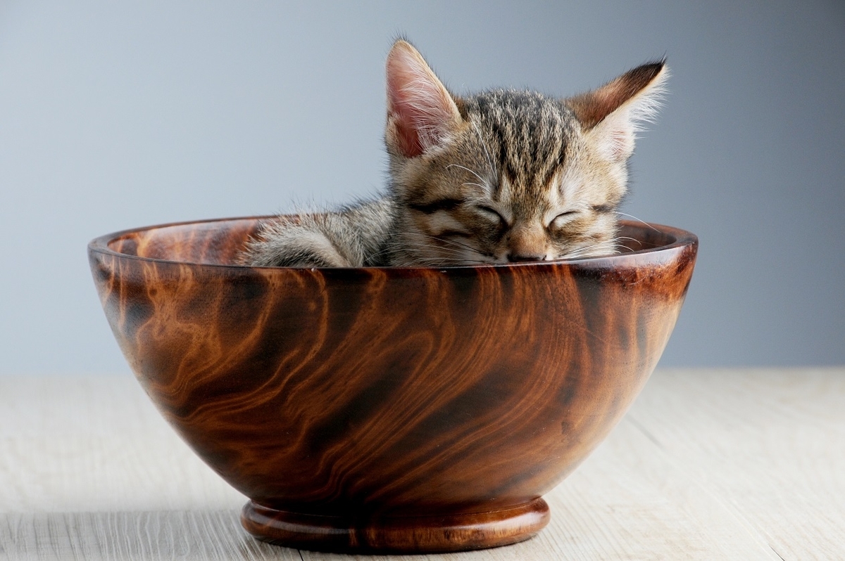 初心者必読！】猫を飼うときの必需品 - 初心者からのペットの飼い方 