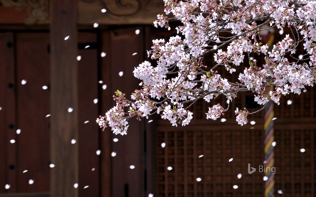 f:id:issssa:20190226135530j:plain