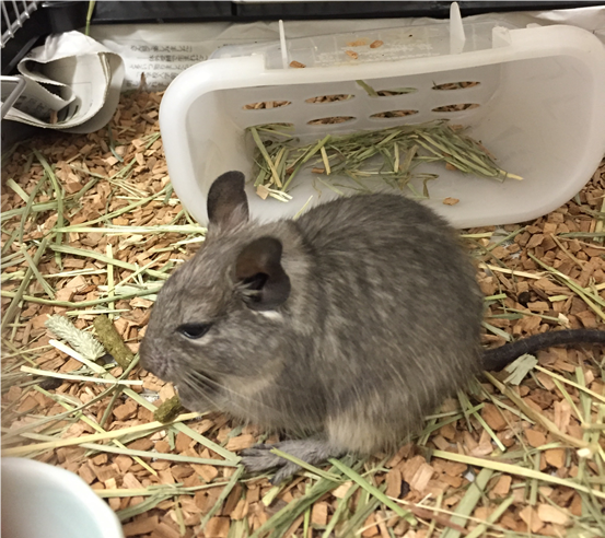 f:id:istc-blog:20180527100833p:plain f:id:istc-blog:20180527100833p:plain