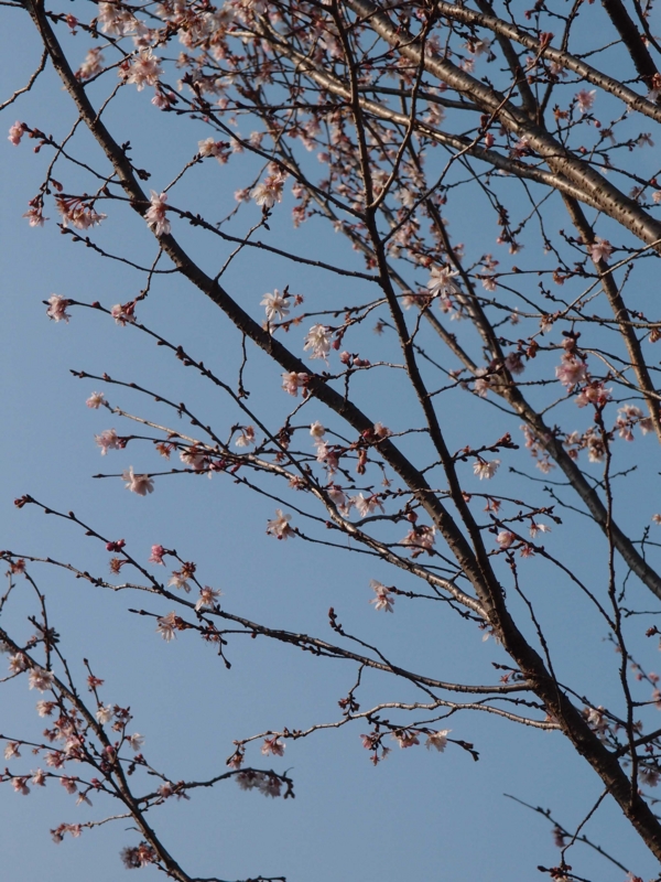 f:id:isumu_blog:20130109173518j:image:w360
