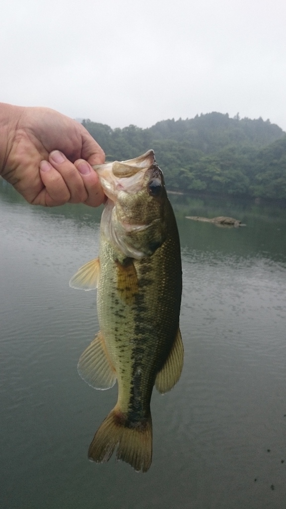 イメージ 1