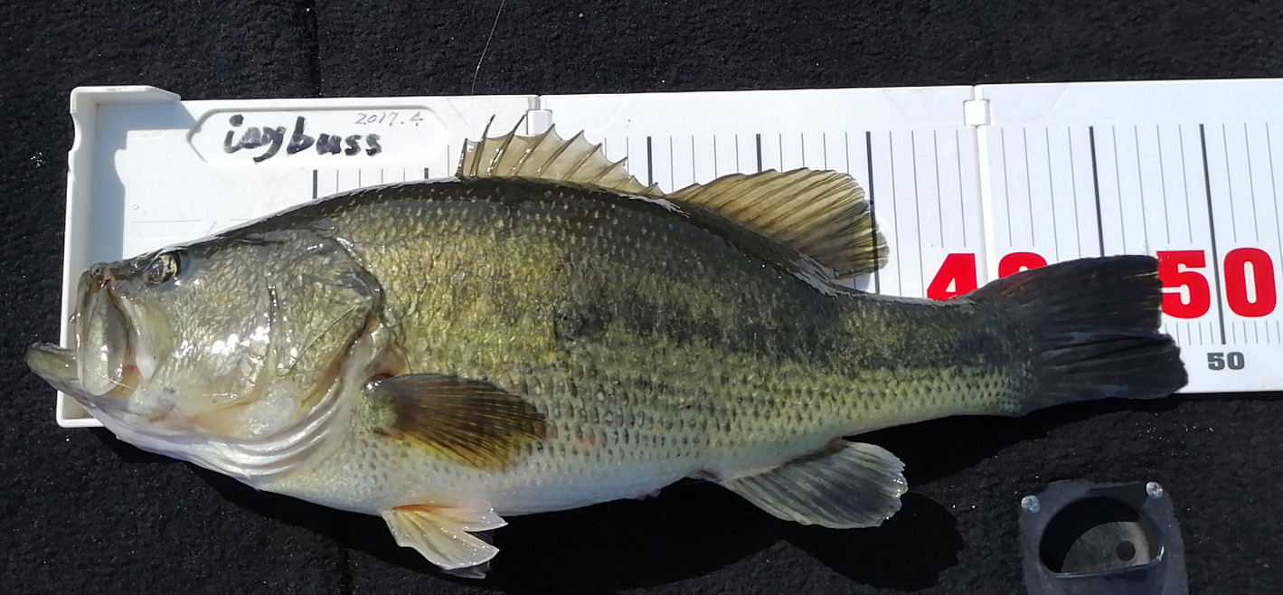 f:id:isybuss:20200407055155j:plain