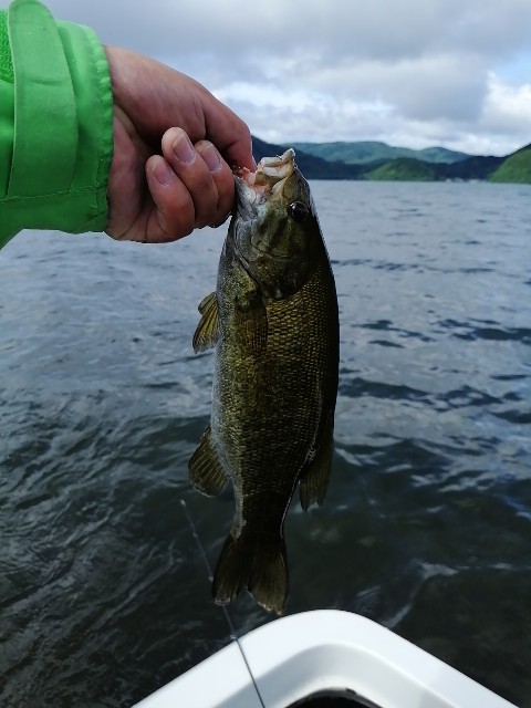 猪苗代湖遠征2日目 7 3 釣果5本 25cm Max51cm No 014 Isybussバス釣り日記 琵琶湖でfire生活