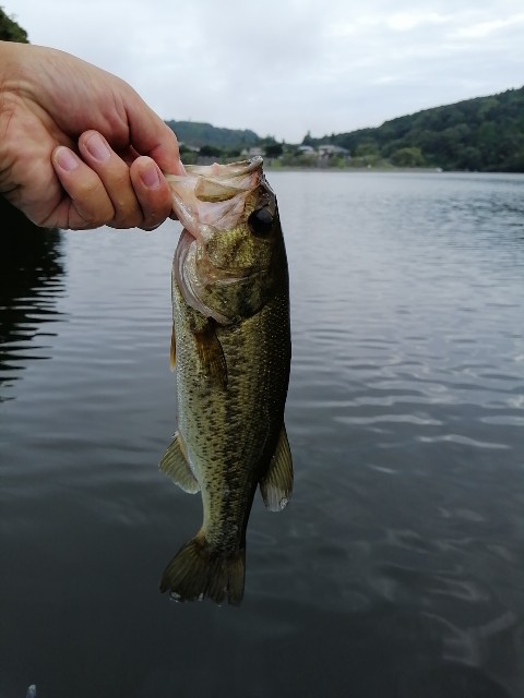 f:id:isybuss:20200917134756j:image