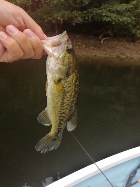 f:id:isybuss:20200917172031j:image