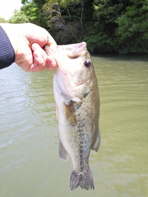 f:id:isybuss:20210418124314j:image