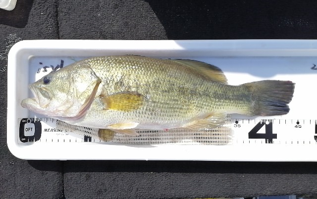 f:id:isybuss:20210508115932j:image