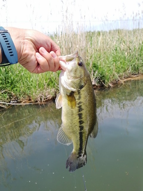 f:id:isybuss:20210508115954j:image