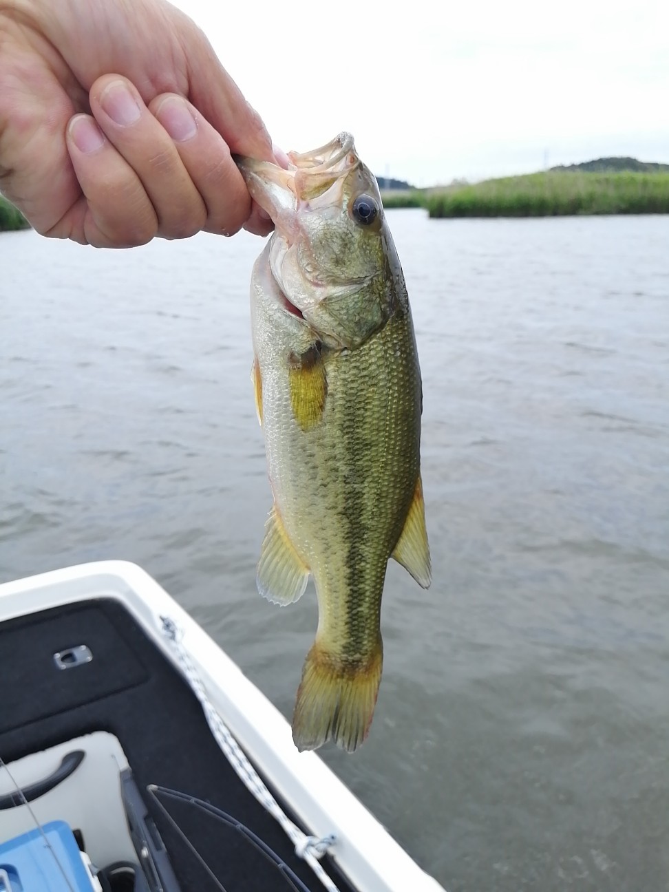 f:id:isybuss:20210612122258j:image