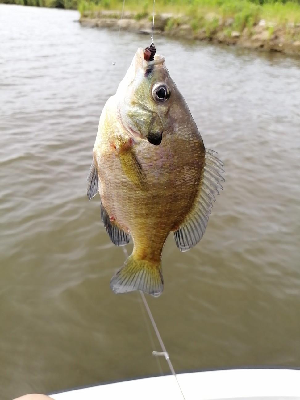 f:id:isybuss:20210612122642j:image