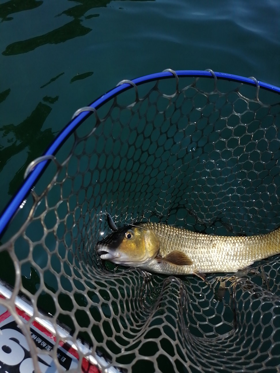 f:id:isybuss:20210722193351j:image