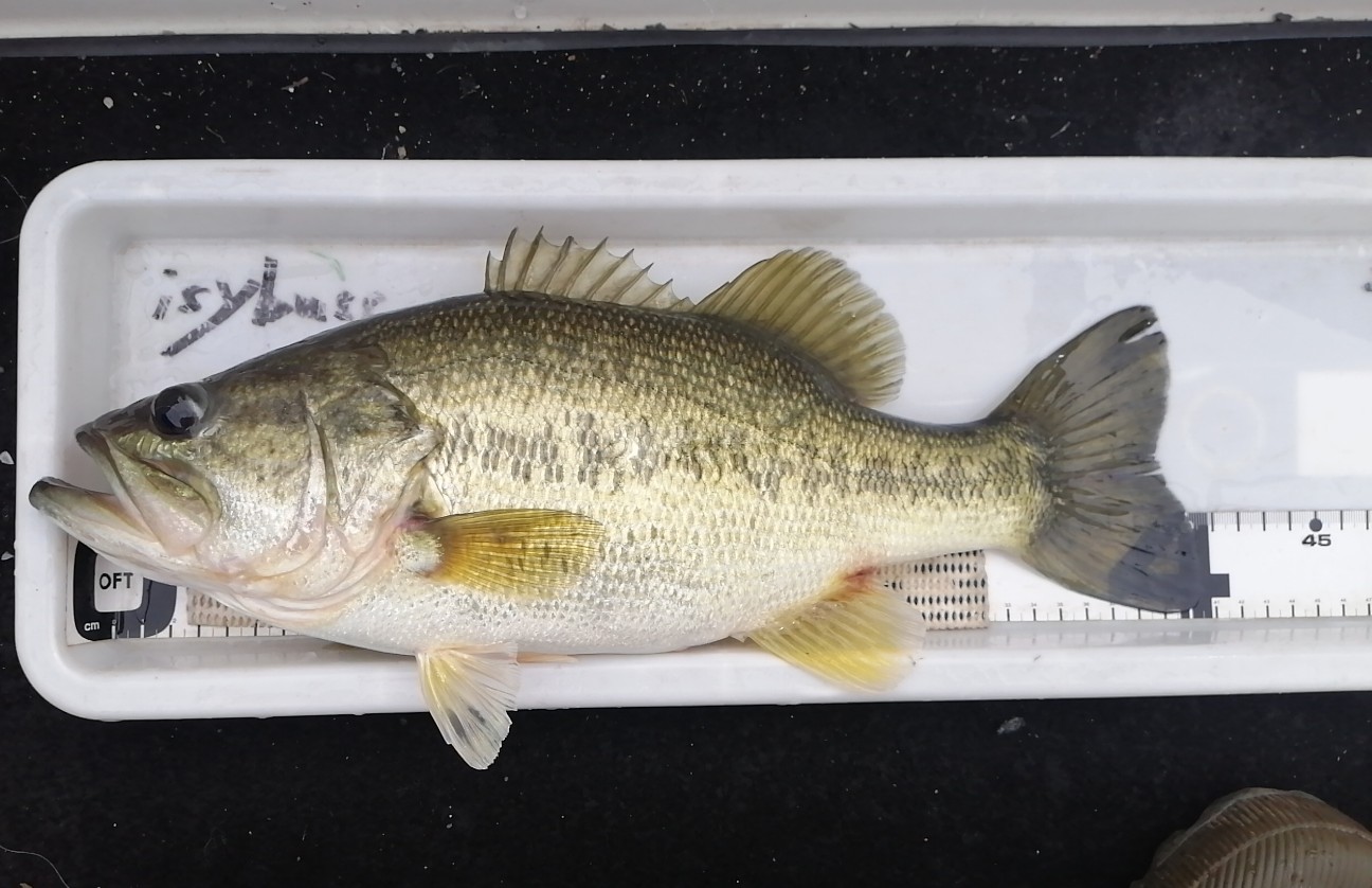 f:id:isybuss:20220511175932j:image