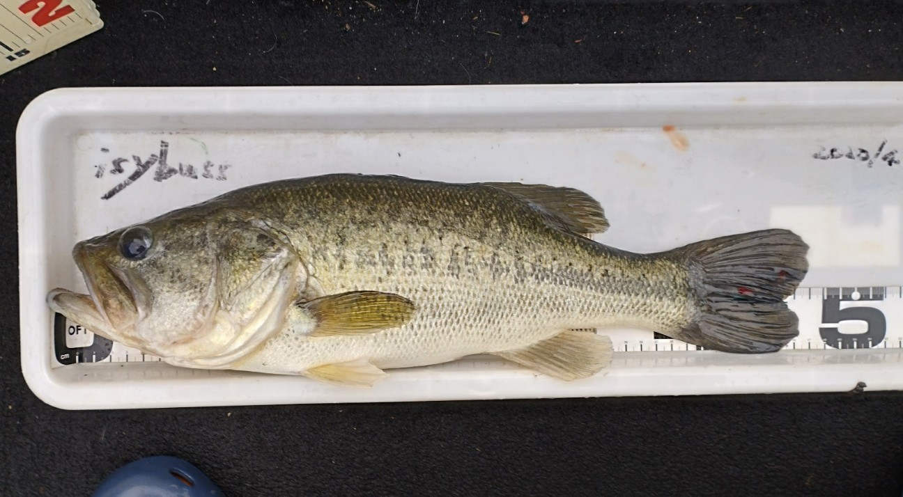 f:id:isybuss:20220704171754j:image