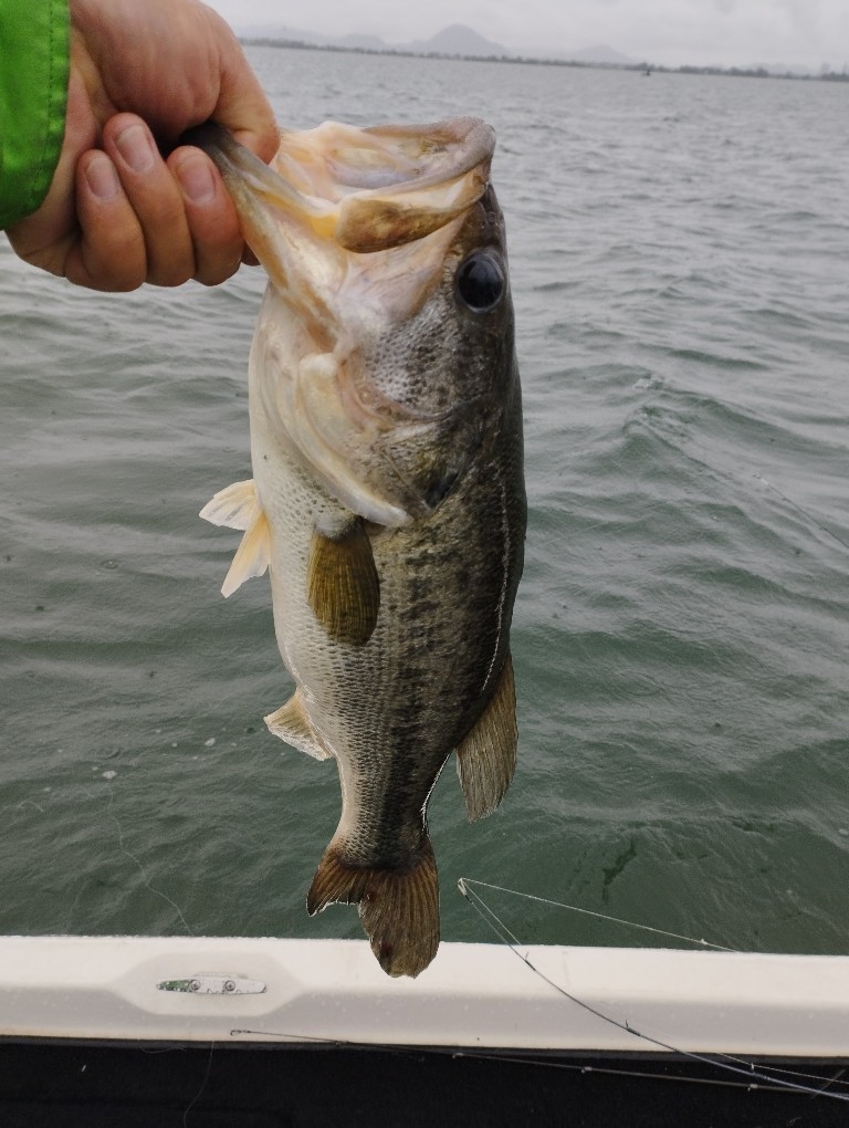 f:id:isybuss:20220704171807j:image