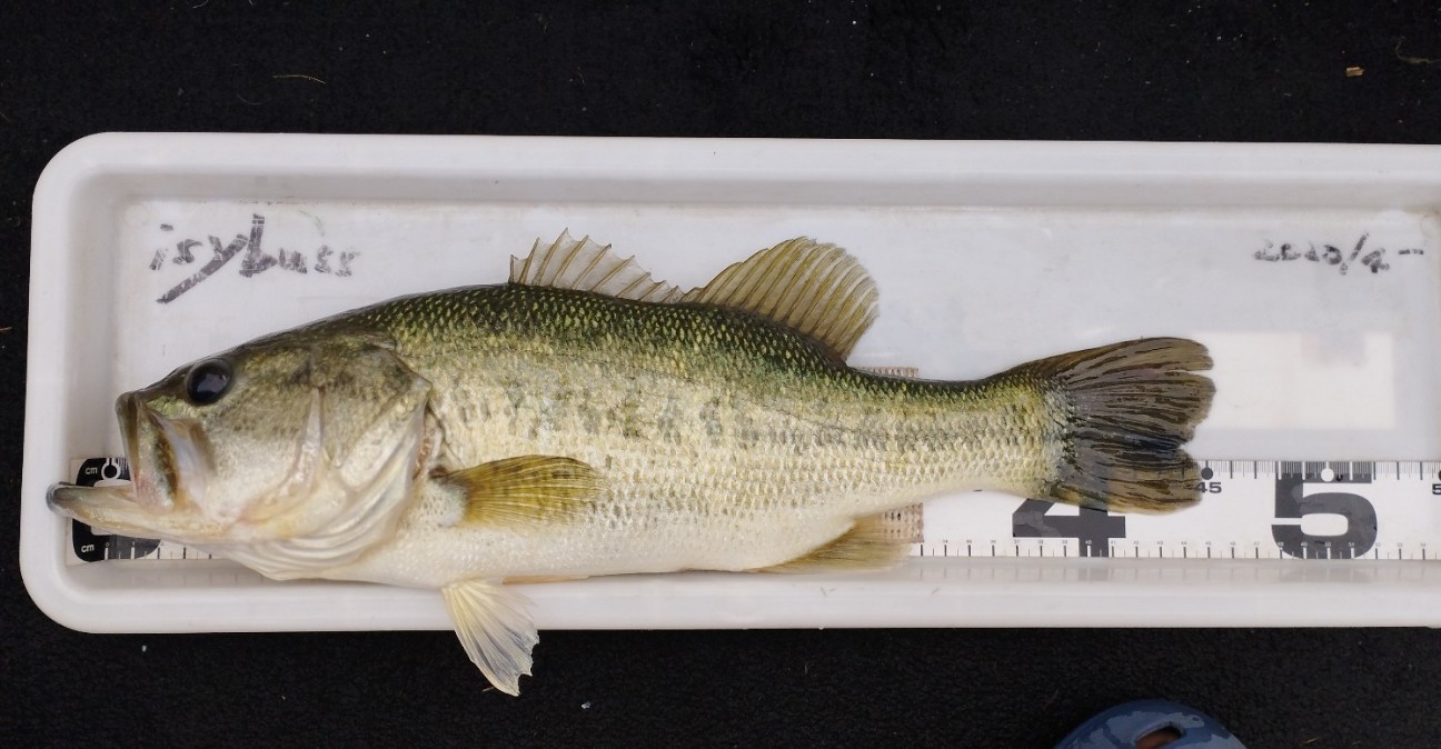 f:id:isybuss:20220704171819j:image