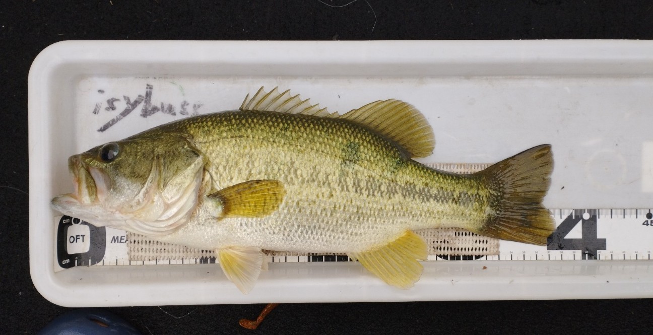 f:id:isybuss:20220704171843j:image