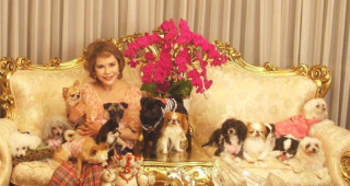 室内飼いに個人的におすすめな犬 個人の意見ですよ Isyonotumori S Blog