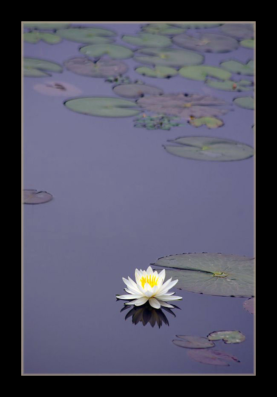羊草 - Photo・Step・Jump