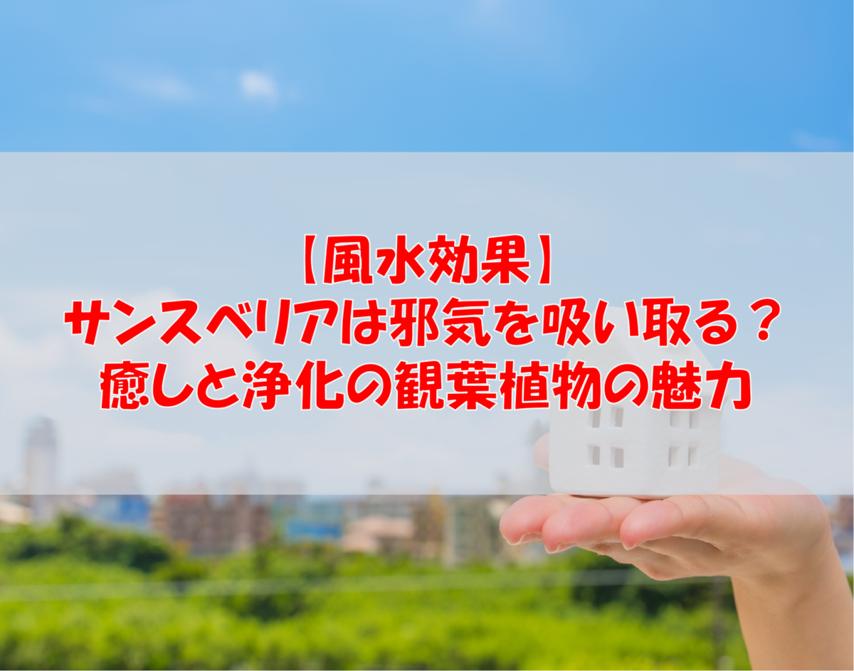 【風水効果】サンスベリアは邪気を吸い取る?癒しと浄化の観葉植物の魅力
