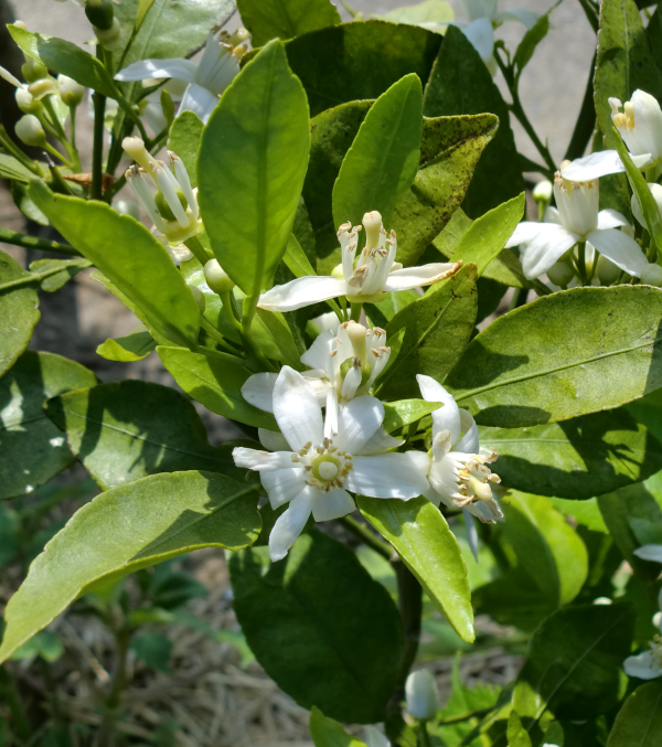f:id:it_fx:20130506145708p:image