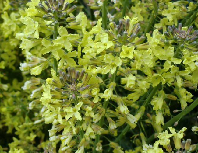 f:id:it_fx:20200319140548p:plain