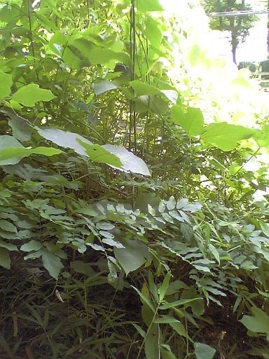 f:id:ita:20100718120000j:image
