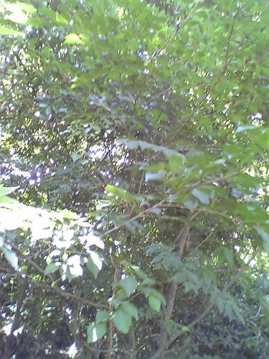 f:id:ita:20100718125000j:image