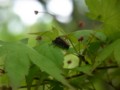 [110429][市川市・大町公園]ＴＢＩジョウカイボン