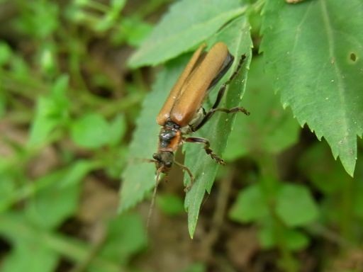 f:id:ita:20110508122434j:image