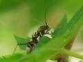 [110515][千葉市水辺の郷公園]エグリトラカミキリ?