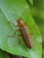 [甲虫ジョウカイ][110515][千葉市水辺の郷公園]セボシジョウカイ?