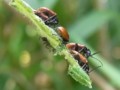 [110515][千葉市水辺の郷公園]チャバネツヤハムシ