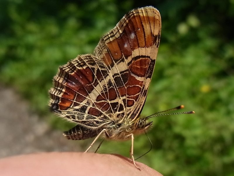 f:id:ita:20110518123912j:image
