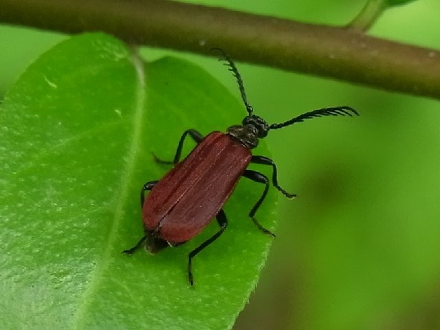 f:id:ita:20110518130023j:image
