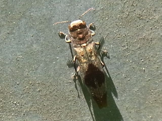 f:id:ita:20110604104215j:image