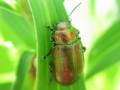 [110723][箱根湿生花園]