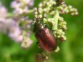 [110723][箱根湿生花園]