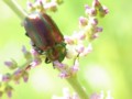 [110723][箱根湿生花園]