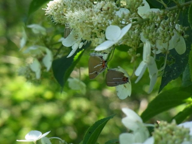 f:id:ita:20110723130644j:image:w640
