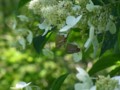 [110723][箱根湿生花園]